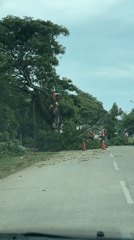 Tree blocks road in Debarawewa as worker attempts clearance