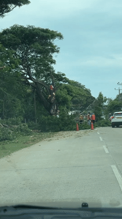 Tree blocks road in Debarawewa as worker attempts clearance