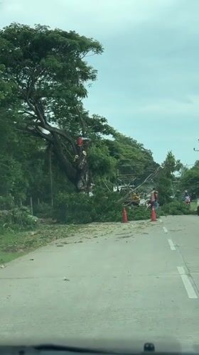 Tree blocks road in Debarawewa as worker attempts clearance