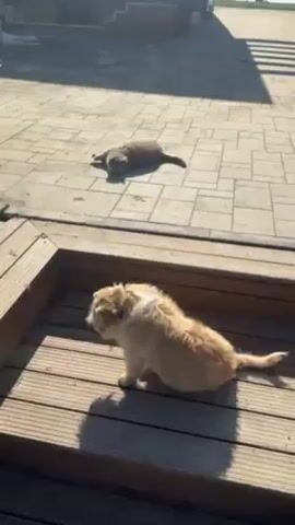 A tan dog is lying down in a wooden planter box on a sunny day. The dog sits up and looks at the camera, and a hand reaches toward it. In the background, on a brick patio, a brown cat is lying down, stretching its legs.