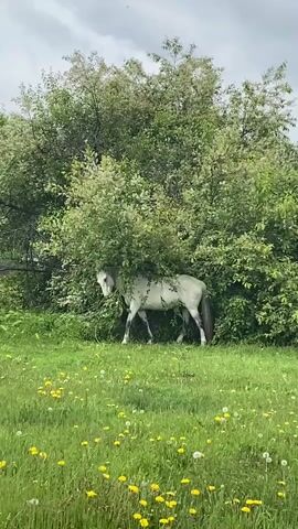 A white horse with a dark mane and tail walks through a field of grass and yellow flowers. The horse is partially hidden behind a large, leafy green tree. The sky is cloudy.