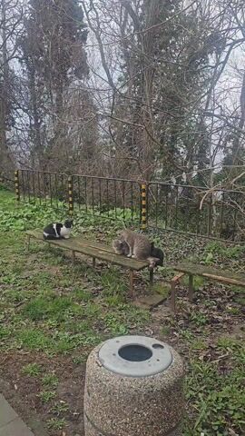 In a mid-range shot, four cats are perched on a weathered wooden bench against a backdrop of a fence and dormant trees. To the left, a black and white cat sits alertly, facing the other three.  These consist of a gray tabby cat, seated, and another, lying.  A fourth black cat is visible behind the latter.  The bench is surrounded by grass, fallen leaves, and a few green plants.  The fence is black with yellow-striped posts. The overall scene conveys a quiet, somewhat melancholic atmosphere.