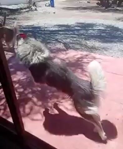 The video shows a backyard scene with two dogs. The camera is looking out from inside a building, possibly a house, through a glass door or window. The backyard is mostly gravel and has a low white fence in the background. There is a tree with bare branches casting shadows on the red-tiled patio closest to the building. A red bucket and a wooden lawn chair are visible on the patio. The dogs, one with a light-colored coat and the other with a darker, possibly gray coat, are moving around on the patio and in the gravel area. The darker dog comes closer to the camera and looks towards the viewer.