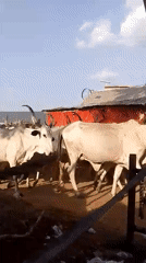 Cattle herd moves through rural area past red building