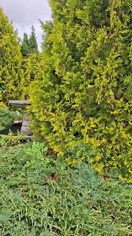 The video pans across a dense garden area filled with various types of greenery. In the foreground, there are thick, low-lying bushes with needle-like leaves, some of which have a blue-green hue. Behind these, taller, more feathery green trees dominate the scene, with one particularly large and vibrant yellow-green conifer positioned centrally. To the left, partially obscured by the foliage, is a stone birdbath. Further to the left and slightly behind the birdbath, a small, rustic wooden building with a dark roof and window is visible. A person wearing a light-colored hoodie and dark pants stands near the entrance of the building, facing away from the camera and towards the garden. The sky above is overcast.