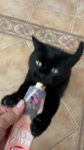 A black cat with green eyes is holding a tube of "Nobby Malz Paste" with its paws and licking the paste from the tube. A person's hand is holding the tube for the cat. The cat is on a tiled floor.