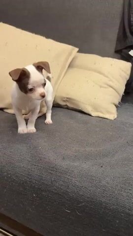A small, white and brown Chihuahua puppy is standing on a dark gray sofa. The puppy is looking down, possibly sniffing the sofa. Two light-colored pillows are visible behind the puppy. The puppy has brown patches on its back and head, and brown ears. Its tail is curled upwards. The overall scene suggests an indoor setting, likely a living room. The lighting is dim, indicating it could be daytime or evening. The puppy appears curious and perhaps a bit tentative. There is no visible text in the media file.