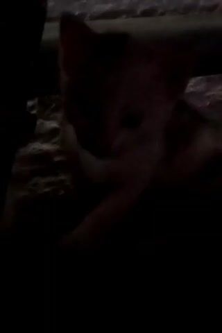 A close-up, dark video shows a kitten with light-colored fur and dark markings on its face. The kitten is looking down at the ground and appears to be eating or grooming. The background is out of focus and dimly lit, with what looks like dirt or sand. The kitten's ears are pointed upwards.