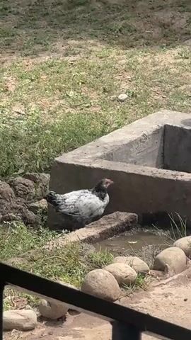A black and white chicken stands in shallow water next to a concrete structure. The chicken turns its head to the right and then dips its head down into the water. It then raises its head and looks to the right again. The chicken is in a grassy area with some dirt and rocks.