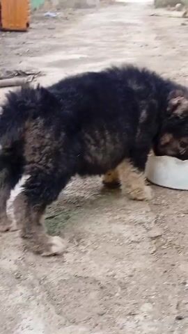 The video shows a fluffy, black and brown puppy eating out of a white, shallow bowl on a light brown, concrete surface outdoors. The puppy has a white stripe on its forehead. After eating, the puppy steps away from the bowl and shakes its head before running out of the frame. The background includes a green wall and a blurred doorway.