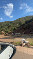 Camels and donkeys graze near Morocco roadside rest stop