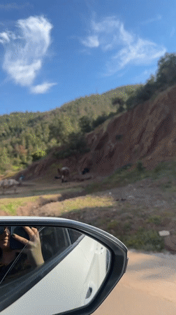 Camels and donkeys graze near Morocco roadside rest stop