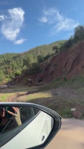 The video shows a roadside scene from inside a car driving past a rest stop area. The view from the car window shows a grassy field dotted with camels and donkeys, with a green, forested hill in the background under a partly cloudy blue sky. Cars are parked in the field, and a small green and white structure that may be a food vendor is visible. The car moves along, providing different angles of the parking area and the animals, then drives out of view. A hand can be seen in the rearview mirror at the beginning.