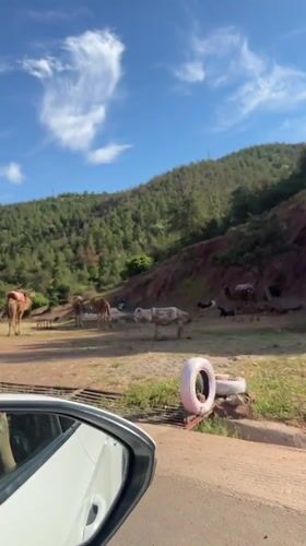 Camels and donkeys graze near Morocco roadside rest stop