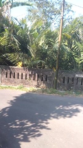 The video shows a road next to a wall with openings in it. Trees and palm fronds are visible on the other side of the wall. A utility pole stands near the wall and trees. The sun is shining, casting shadows on the road and wall. The camera appears to be mounted or held in a fixed position, with no movement or discernible subjects.
