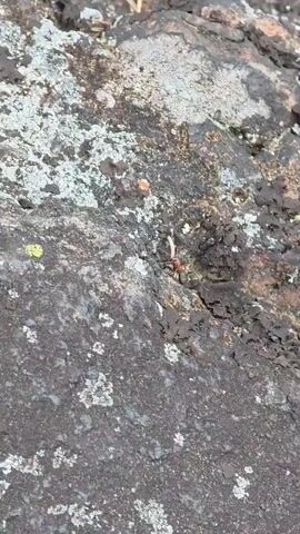 The video shows a close-up view of a rough, dark-colored rock surface covered in patches of light-colored lichen. Several dry pine needles are scattered across the rock. A small red and black ant moves across the surface.