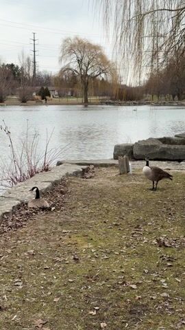 The scene is a park by a body of water, likely a lake or pond. Two Canada geese are present. One goose is sitting near the water's edge among fallen leaves, while the other is standing on the grassy ground, facing the camera. The ground is covered with dry leaves and some green grass. In the background, there is a body of water with ripples and other birds swimming. On the far side of the water, there are trees, some without leaves, and a glimpse of buildings. A weeping willow tree is prominent on the right side of the frame. Power lines are visible in the background. The sky is overcast. The overall impression is a tranquil scene in a park during the late fall or early spring.