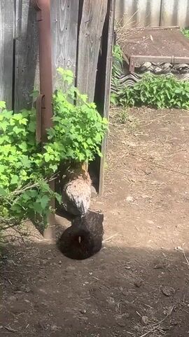 The camera pans across a yard. In the left foreground are two chickens near a wooden shed, partially obscured by a green plant. The ground is dirt covered with dead grass and a few green sprigs. A metal pipe runs down the side of the shed. The camera pans right, revealing more chickens in the yard, including one inside a tire filled with green plants. At the back of the yard is a second shed with a dark doorway. A metal pole leans against this shed.