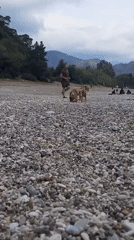 Man walks two dogs on pebble beach in Turkey