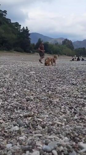 Man walks two dogs on pebble beach in Turkey