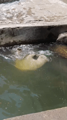 A zoo walkthrough covering polar bears, big cats, and more