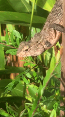 Garden lizard spotted on wooden post in Sri Lanka