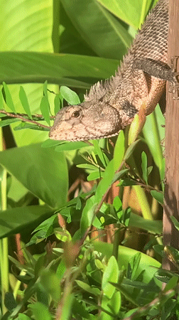 Garden lizard spotted on wooden post in Sri Lanka