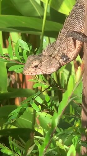 Garden lizard spotted on wooden post in Sri Lanka