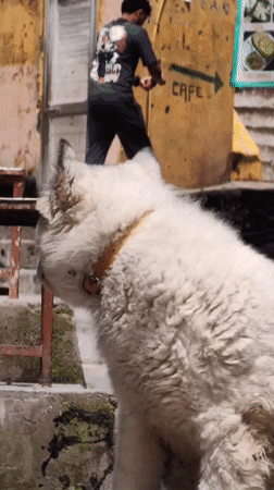Dogs and locals on the stone paths of Vashisht
