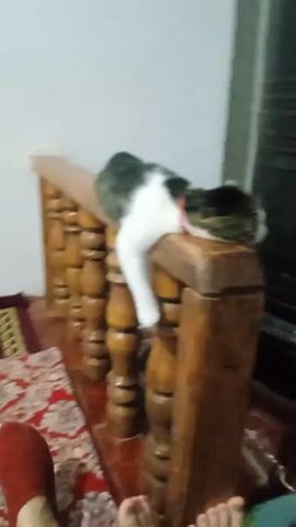 The video shows a white and grey cat lying limply on the wooden railing of a staircase. The cat’s head is resting on the top of the railing with its body draped over the side. The wall behind the railing is white. Part of a rug is visible at the bottom of the frame, with a red, beige, and brown floral pattern. The camera angle is a low-angle shot looking upwards at the cat and railing. The lighting in the room is somewhat dim. The cat appears to be sleeping.