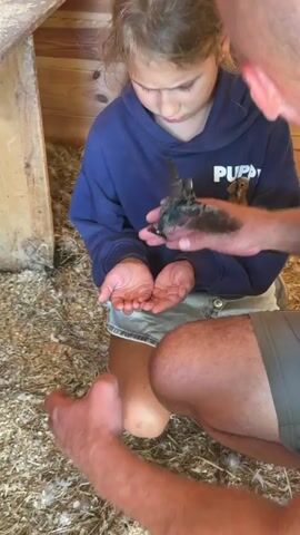This short video depicts a heartwarming scene unfolding within a rustic wooden structure, likely a shed or small cabin. The primary subjects are a young girl and two adult men. The girl, wearing a dark blue hoodie and denim shorts, is kneeling on a bed of straw or wood shavings. Her expression is one of gentle curiosity and perhaps a touch of apprehension as she holds her cupped hands open, seemingly ready to receive something.

The activity centers around a small bird or a group of baby birds nestled in a makeshift nest. One of the men, whose arm and hand are visible, is carefully placing the bird(s) back into the nest, which is precariously positioned near an electrical outlet and conduit on the wooden wall. The other man, wearing a green shirt, stands to the side, observing the interaction and possibly guiding the process.

The setting is distinctly rural, characterized by the raw, unfinished wooden planks that form the walls and ceiling. The lighting suggests it is daytime, with natural light filtering into the space. The overall atmosphere is calm and caring, highlighting a moment of gentle intervention to help wild animals.

Visible text is limited to a small logo on the girl's hoodie, which appears to be a graphic of a dog with the words "PUPPY TEAM" beneath it. The overall impression is one of close connection with nature and intergenerational involvement in caring for young creatures.