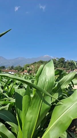 A close-up shot of bright green corn stalks in the foreground with a clear blue sky and a distant mountain range in the background. A few white houses are visible nestled amongst the trees on the hillside. The sunlight is bright, casting shadows on the corn leaves. There are no people or animals visible in the frame. The camera is static.