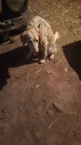 A small, scruffy dog with white and tan fur is crouching on dirt. It appears to be defecating. The dog has a pink tongue hanging out of its mouth and is looking downwards. Behind the dog, there is a dark, metallic object that could be part of a vehicle, and some dry grass. The lighting suggests it is nighttime or a dimly lit area.