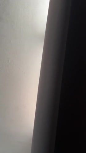 Sphynx cat spotted behind white wall in Krasnodar