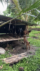 Rural goat farming and tropical landscape documented in Carmen Philippines