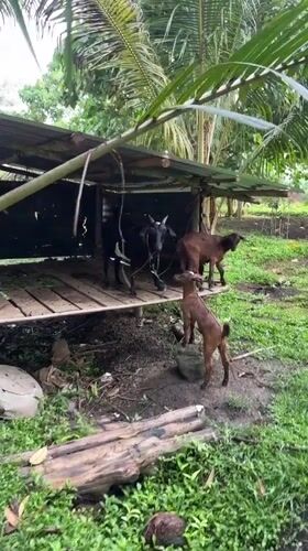 Rural goat farming and tropical landscape documented in Carmen Philippines