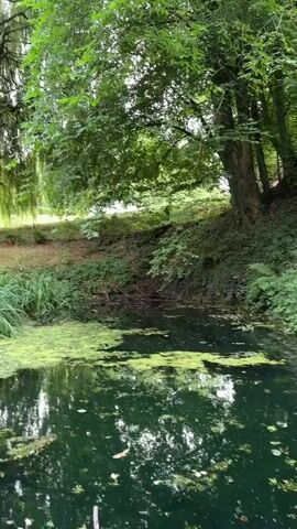 The video shows a body of water with green algae covering the surface. On the shore, there are trees, grass, and a small wooden structure that appears to be an insect hotel. There are also stone benches in the area. The scene is outdoors in a natural setting.