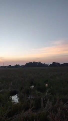 A vertical video captured at sunset shows a field of dry grass with puddles of water. In the distance, a line of trees and buildings forms a silhouette against the twilight sky. The sky transitions from a pale blue at the top to hues of pink and orange near the horizon. A faint contrail from an airplane is visible in the upper left quadrant of the screen.