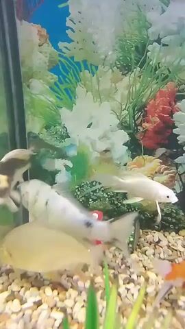 The video shows an aquarium filled with fish and decorative elements. The aquarium has a blue background with artificial coral and plants in white, green, and red. The substrate is composed of small pebbles. Several fish are visible, swimming amongst the decorations and gravel. One fish in the foreground is predominantly white with black spots. Another fish, appearing lighter in color, is also swimming in the foreground. In the background, a fish with dark markings can be seen. A small, red and white mushroom-shaped ornament is also present on the gravel. The lighting appears to be coming from above, illuminating the aquarium.