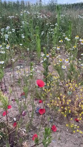 The video shows a close-up, low-angle view of a field of wildflowers, primarily chamomile and poppies, under an overcast sky. The ground is sandy and rocky, with scattered fallen poppy petals. Green stalks of various plants are interspersed throughout, some with seed pods. A single red poppy is prominently featured in the foreground, its petals slightly disheveled. The camera pans slightly upwards, revealing more of the field and the cloudy sky. There are no people or animals visible in the video.