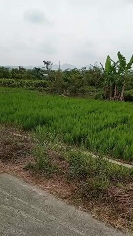 The video shows a panning view of a rural landscape. The foreground features a concrete path or road running diagonally across the frame. To the right of the path, there is a field of lush green crops, likely rice paddies, bordered by dry grass and some small bushes. Further back, more trees and vegetation are visible, and in the distance, hills or mountains can be seen under a cloudy sky. The overall impression is one of agricultural land.