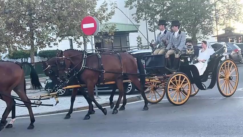 A horse-drawn carriage carrying a bride and groom is proceeding down a street. Two men in matching grey jackets, white shirts, and black top hats are driving the carriage. The bride is wearing a white wedding dress and a veil, and the groom is wearing a dark suit. The carriage is black with ornate gold wheels and is being pulled by two brown horses. The horses are walking. The scene appears to be a street in a town or city, with buildings and trees visible in the background. There are other cars parked on the side of the road. A red and white circular sign with a horizontal white bar is visible on a pole. The lighting suggests it is daytime.