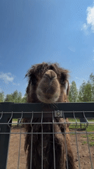 Woman documents morning routine, camel encounter in rural Russia