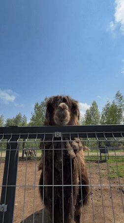 Woman documents morning routine, camel encounter in rural Russia