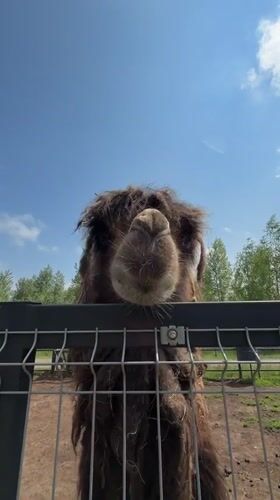 Woman documents morning routine, camel encounter in rural Russia