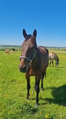 A bay horse stands in a grassy field under a bright blue sky. In the background, two other horses graze. The horse in the foreground wears a halter. A person's hand enters the frame and gently strokes the horse's face. The horse remains calm. The video captures the interaction between the person and the horse in the natural environment.
