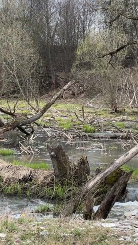 The video shows a slow-moving, murky stream in a wooded area. Fallen trees and branches are visible in and around the water, some partially submerged. Patches of green grass and some yellow flowers grow along the banks of the stream. The trees in the background are mostly bare, indicating it is likely early spring. The sky is overcast. The stream appears to be flowing from right to left in the frame.