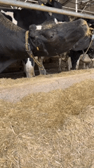 Morning farming activities documented at Israeli agricultural facilities