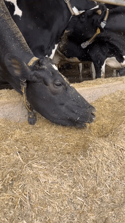 Morning farming activities documented at Israeli agricultural facilities