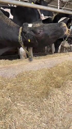 Morning farming activities documented at Israeli agricultural facilities